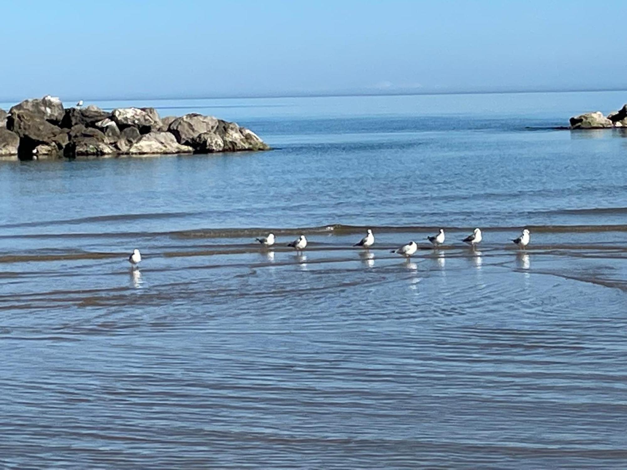 Le Ortensie In Centro E Vicino Al Mare Pescara Luaran gambar